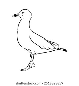 Ilustração voadora de gaivota Vetor de gaivota australiana