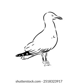 Ilustração voadora de gaivota Vetor de gaivota australiana