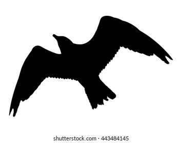 Seagull flying silhouette isolated on white background. Vector illustration
