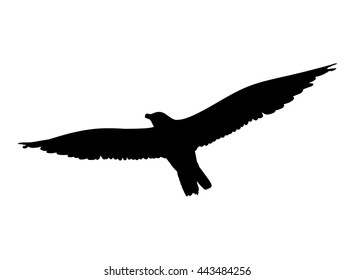 Seagull flying silhouette isolated on white background. Vector illustration