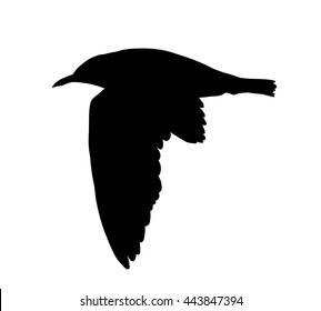 Seagull flying silhouette isolated on white background. Vector illustration