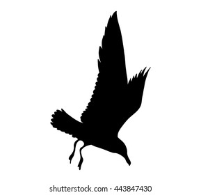 Seagull flying silhouette isolated on white background. Vector illustration