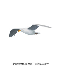 Seagull flying in the sky, gray and white sea bird with wings spread vector Illustration on a white background