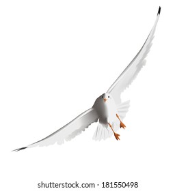 Seagull, flying in the sky with my wings