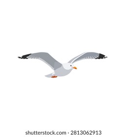 Seagull Flying with Spread Wings Isolated on White Background Vector Illustration of Marine Bird