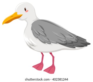 Seagull with gray and white feather illustration