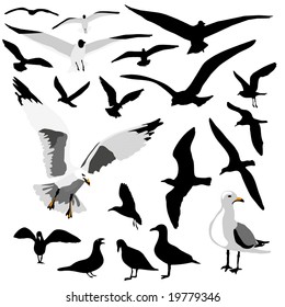 The Seagull Group vector illustration is original artwork.