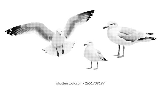 Seagull, halftone vector illustration of a seagull flying, standing, in retro comic book style with bold dotted texture. High contrast black and white image isolated on white background. Stylized sea,