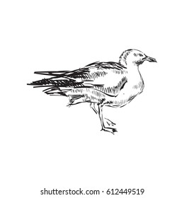 Seagull Hand Drawing Vector illustration