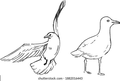 Seagull ink illustrations. Vector black and white bird drawing. Bird in flight and standing monochrome artworks. Linear engraved art. Nature animals illustration set. 