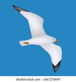 Gaviota - aislada en fondo azul - vector. El mundo de las aves.