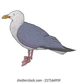 Seagull isolated on white, hand drawn, vector illustration