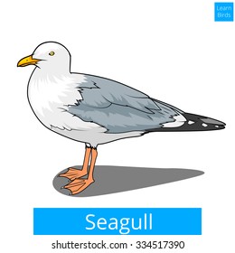 Seagull learn birds educational game vector illustration