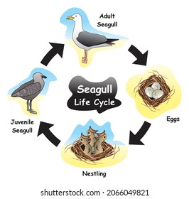 Diagrama Infográfico del Ciclo de Vida de la Gaviota que muestra diferentes fases y etapas de desarrollo, incluyendo huevos anidando gaviota juvenil y adulta para la educación en ciencias de la biología