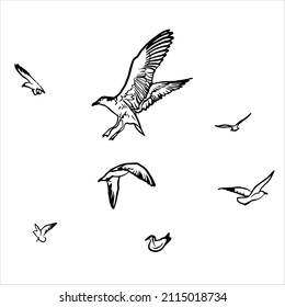 Seagull Linear Vector Hand Drawing Illustration Isolated On White Background,  flying Bird Doodle Sketch