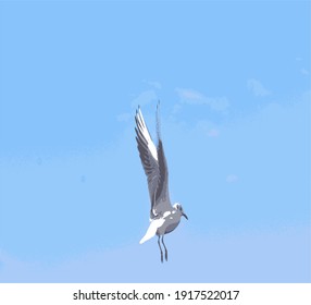 Seagull loitering serenely in the sky saw the distribution of food, transformed, and prepared for a quick landing
