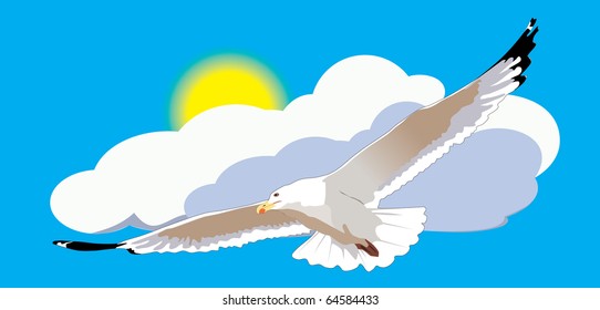 Seagull on the background of clouds and sun.