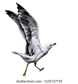 Seagull with raised wings running and preparing to fly, sketch vector graphic color illustration on white background