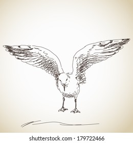 Seagull Ready To Fly Vector Sketch