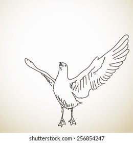 Seagull ready to fly Vector sketch Hand drawn illustration