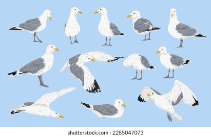 Seagull set. Sea gulls stand, fly and swim. Realistic vector bird