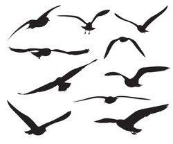 Seagull Set Silhouettes On The White Background
