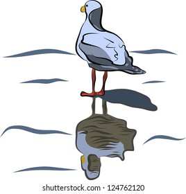 seagull with shadow