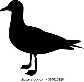 Seagull silhouette
