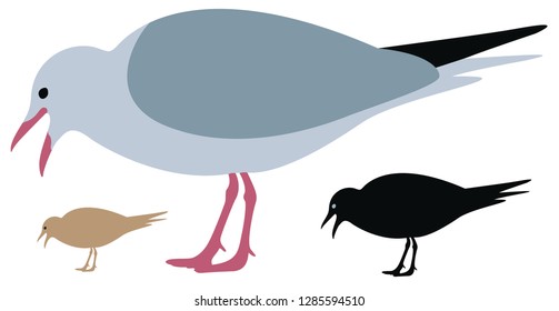 Seagull Silhouette isolated