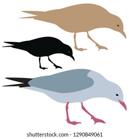 Seagull Silhouette isolated