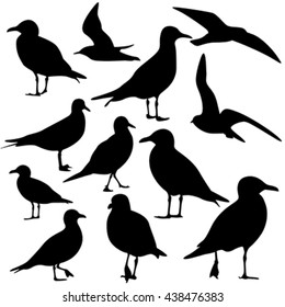 seagull silhouette isolated