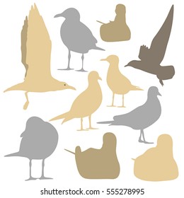 Seagull Silhouette isolated