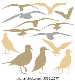 Seagull Silhouette isolated