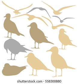 Seagull Silhouette isolated