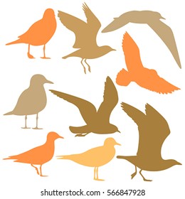 Seagull Silhouette isolated