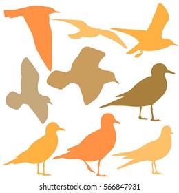 Seagull Silhouette isolated