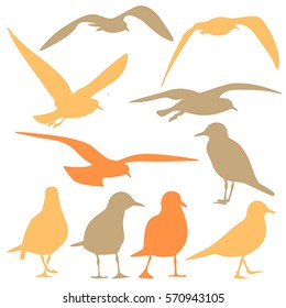 Seagull Silhouette isolated