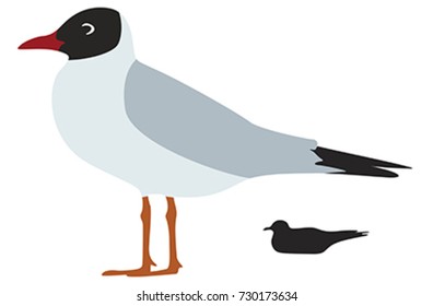 Seagull Silhouette isolated

