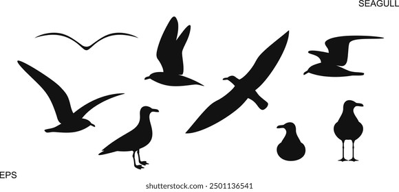 Seagull silhouette. Isolated seagull on white background. Bird