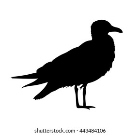 Seagull silhouette isolated on white background. Vector illustration