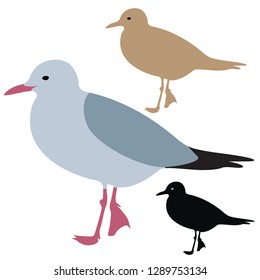 Seagull Silhouette isolated - Vector 