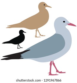 Seagull Silhouette isolated - Vector 
