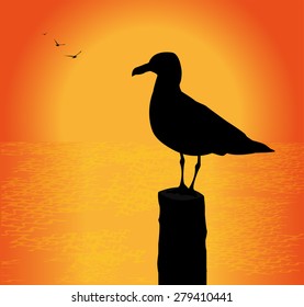 seagull silhouette in the sunset