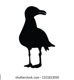 Seagull silhouette, vector