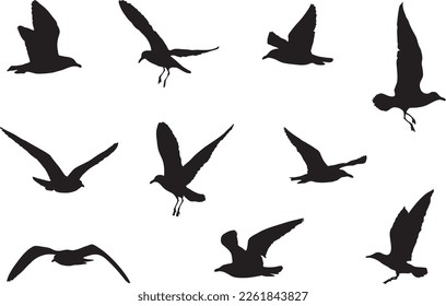 seagull silhouettes: 10 flying seagulls, birds in flight, vector graphic, bird icons