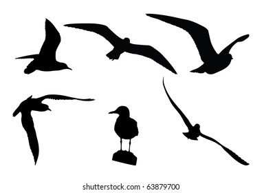 Seagull silhouettes