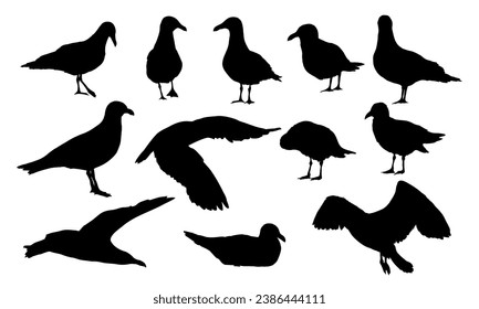 Se colocan siluetas de gaviota. Las gaviotas marinas se paran, vuelan y nadan. Ave vectorial realista