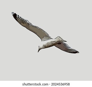 Seagull single on the sky flying 