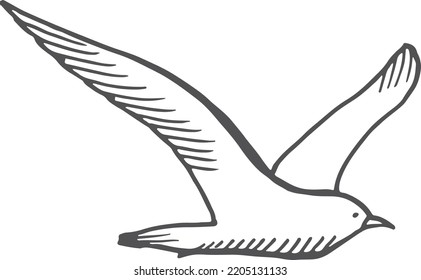 Seagull Sketch. Hand Drawn Sea Bird Flying