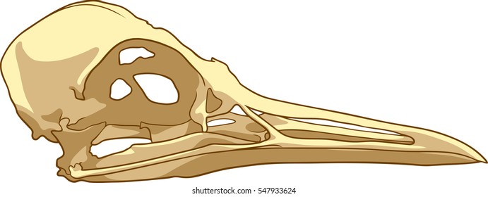 Seagull Skull Illustration